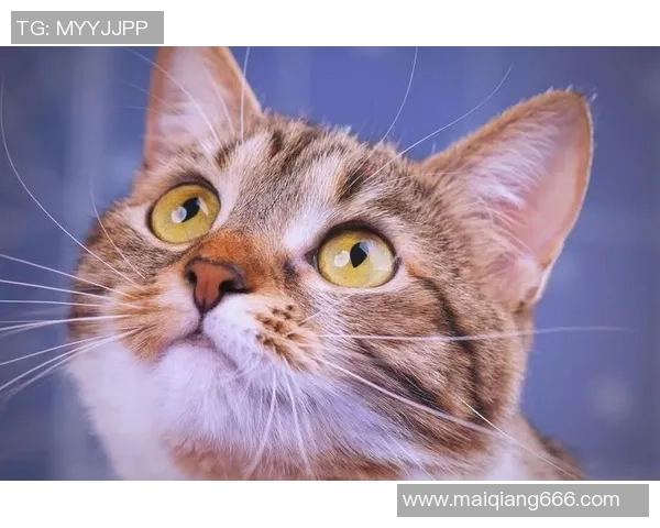 足球明星们在休闲时光中观看猫咪视频的趣味瞬间揭秘 足球明星们在休闲时光中观看猫咪视频的趣味瞬间揭秘